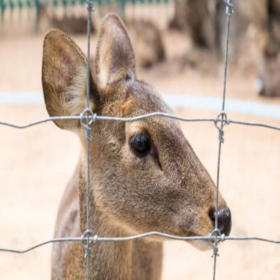 Rollo de alambre tejido de cercas de campo de zinc pesado de nudos fijos - alambre de cercas de pastos, alambre de cercas de ganado galvanizado para ovejas y ganado