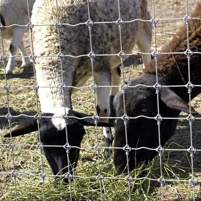 1.8m de altura Cabra de granja de alambre de malla cerca de galvanizado anti corrosión